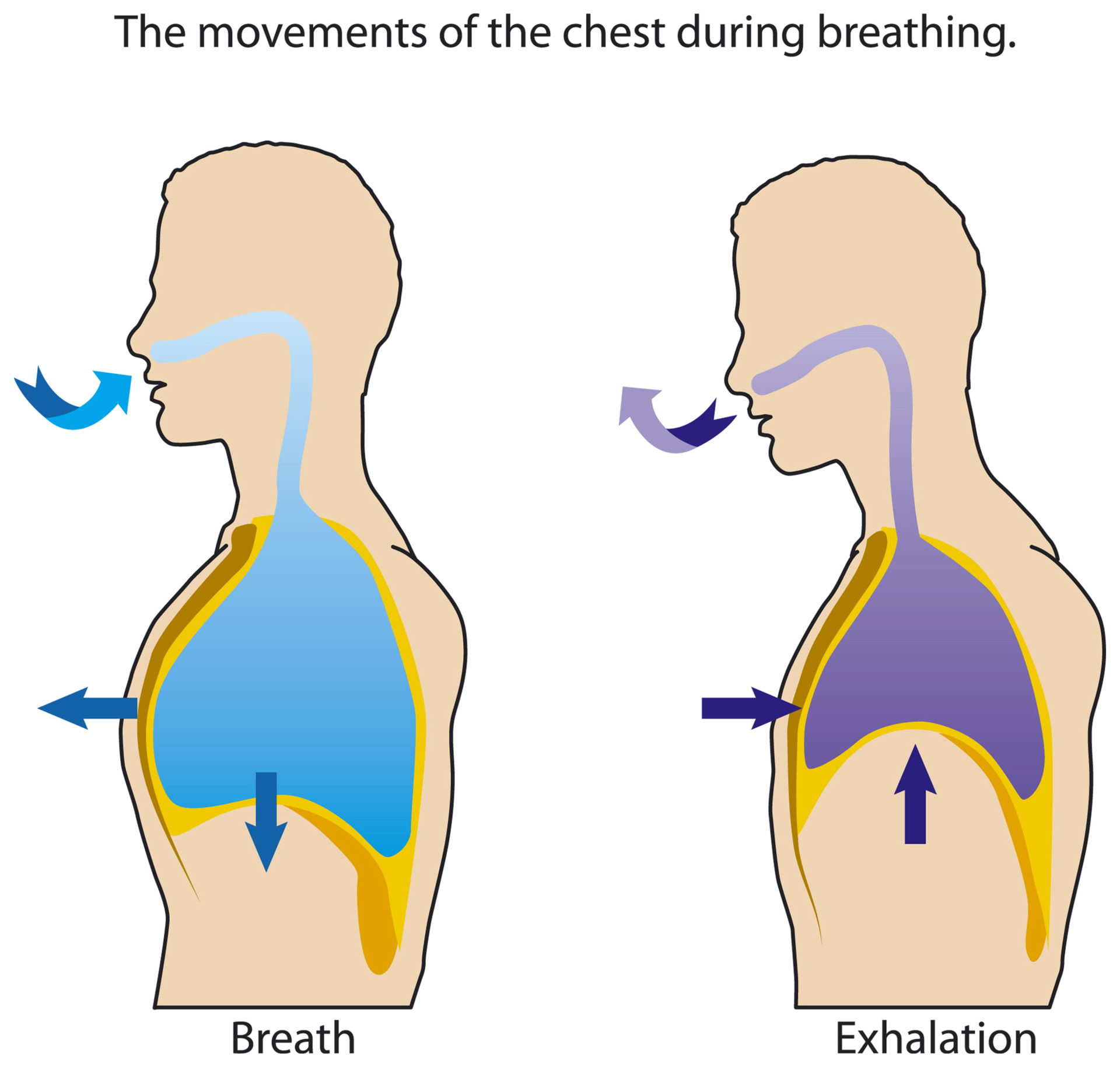 Yogic Slow Breathing For Beginners Yoga Research And Beyond