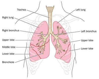 Yoga Effects On Lung Function - Yoga Research And Beyond